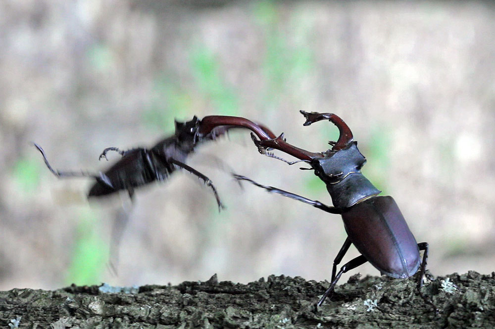 photo "Fighting stag-beetles" tags: nature, macro and close-up, insect