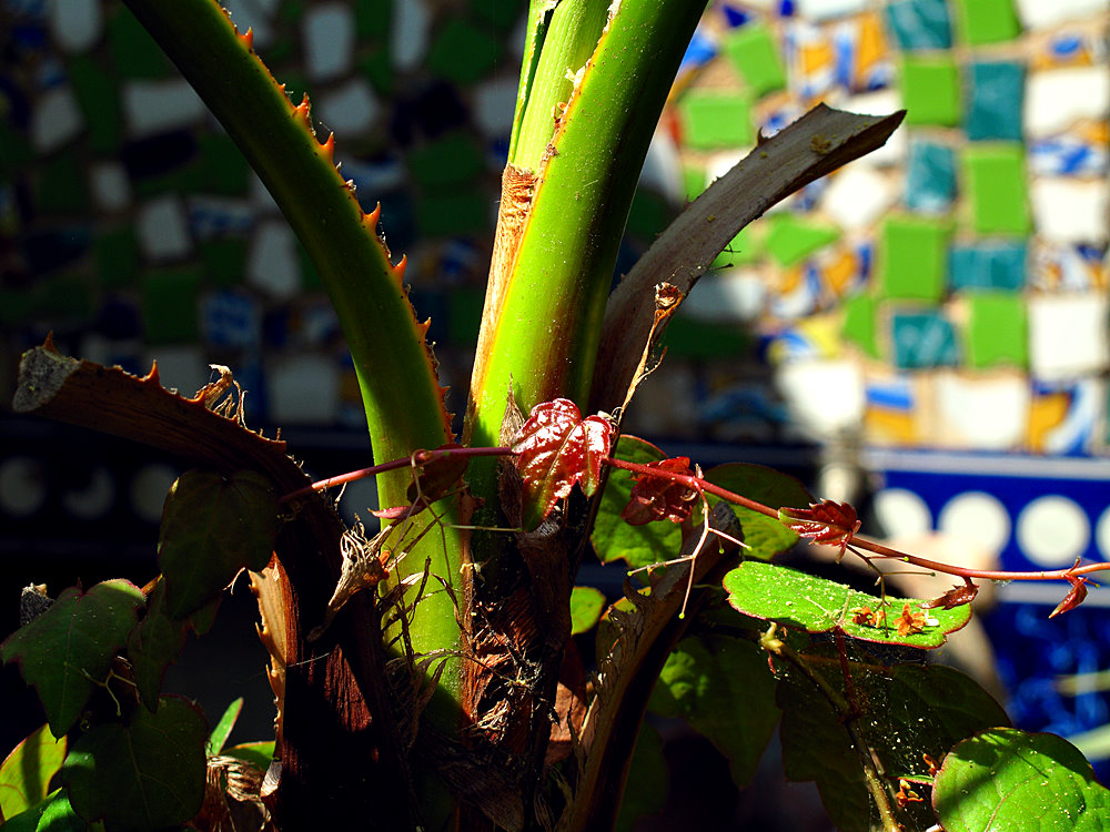 photo "***" tags: fragment, nature, flowers