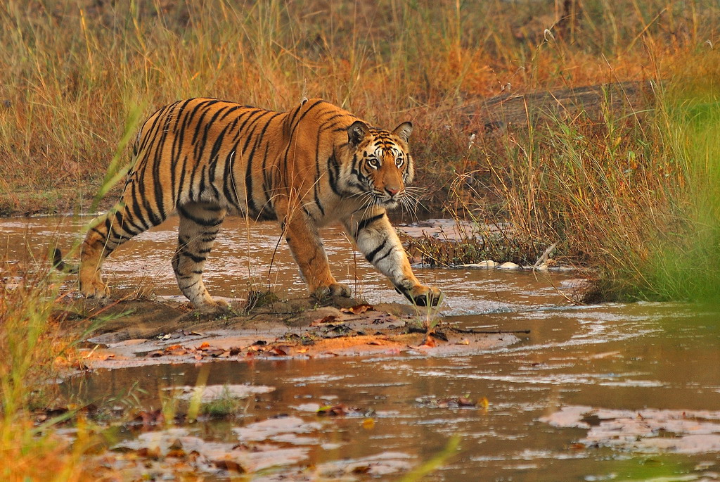 фото "The morning hunter" метки: , 