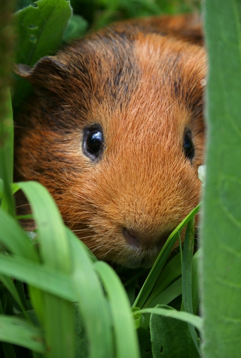 photo "***" tags: nature, pets/farm animals