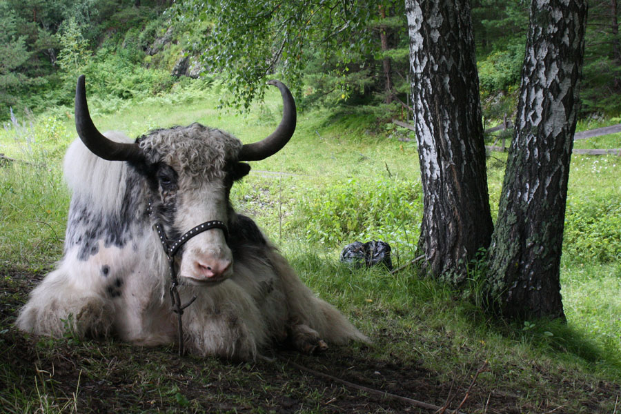 photo "***" tags: nature, travel, Asia, pets/farm animals