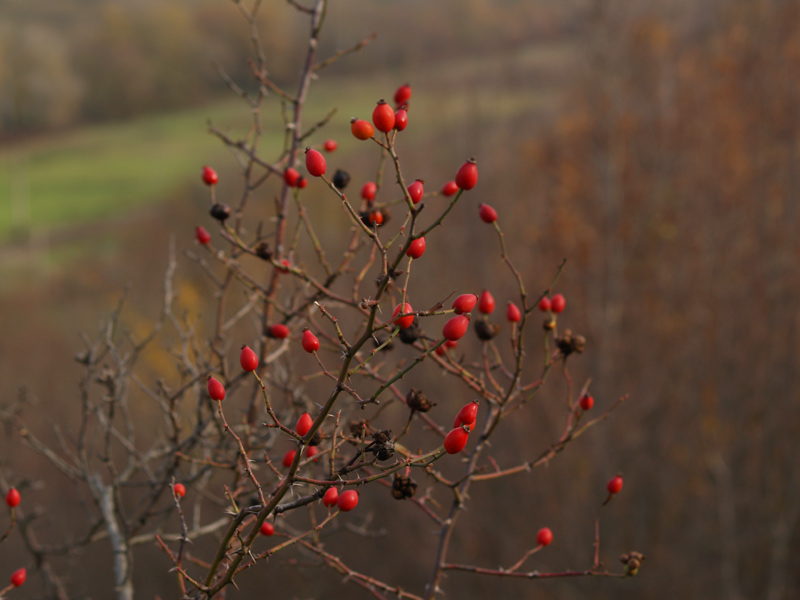 фото "Шиповник" метки: природа, пейзаж, осень, цветы