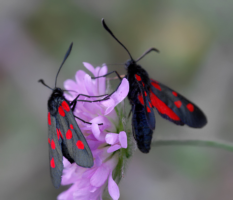 photo "Meeting ..." tags: macro and close-up, 