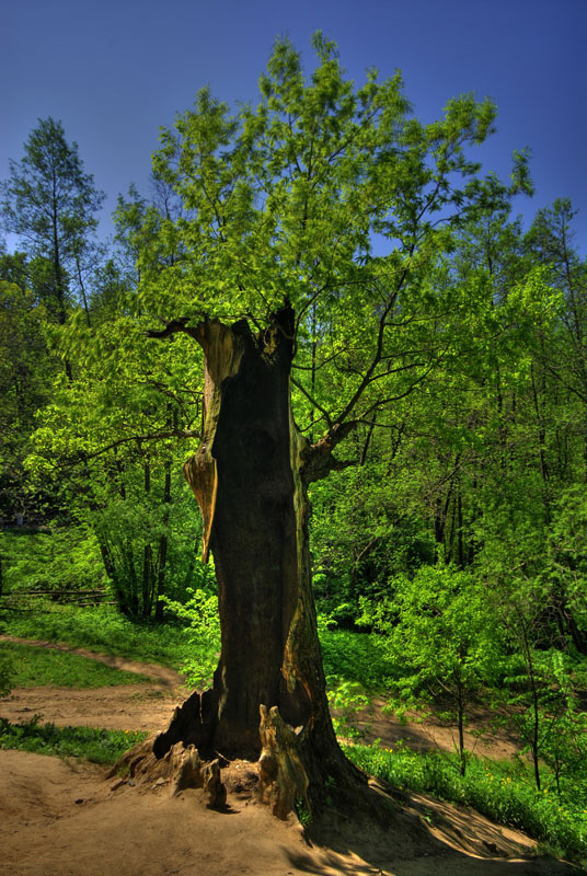 photo "***" tags: landscape, forest