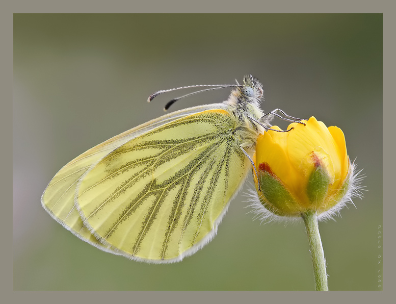 photo "y e l l o w" tags: macro and close-up, 