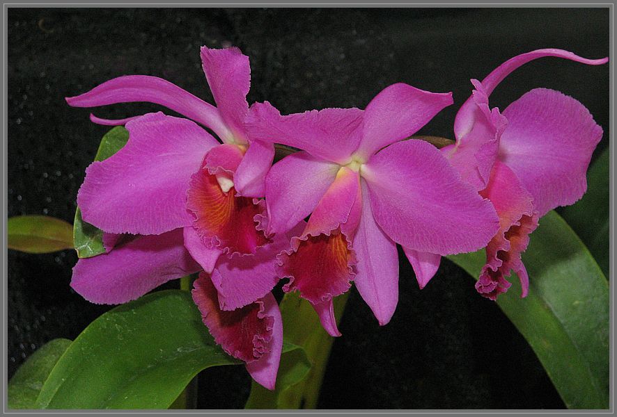 photo "Cattleya Orchids" tags: nature, flowers