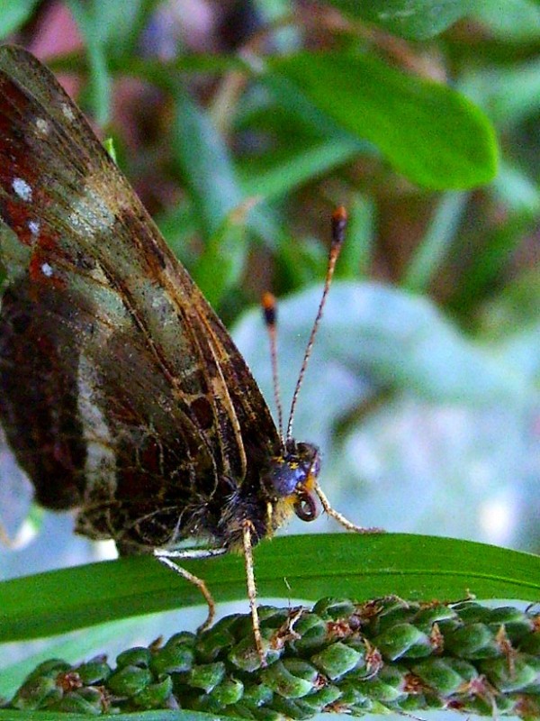 photo "***" tags: nature, macro and close-up, insect