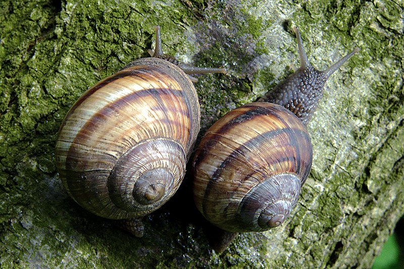 photo "Start journey / Начните поездку" tags: nature, macro and close-up, pets/farm animals