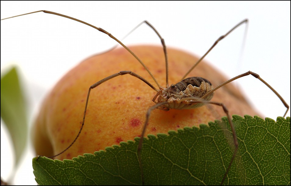 photo "***" tags: nature, insect