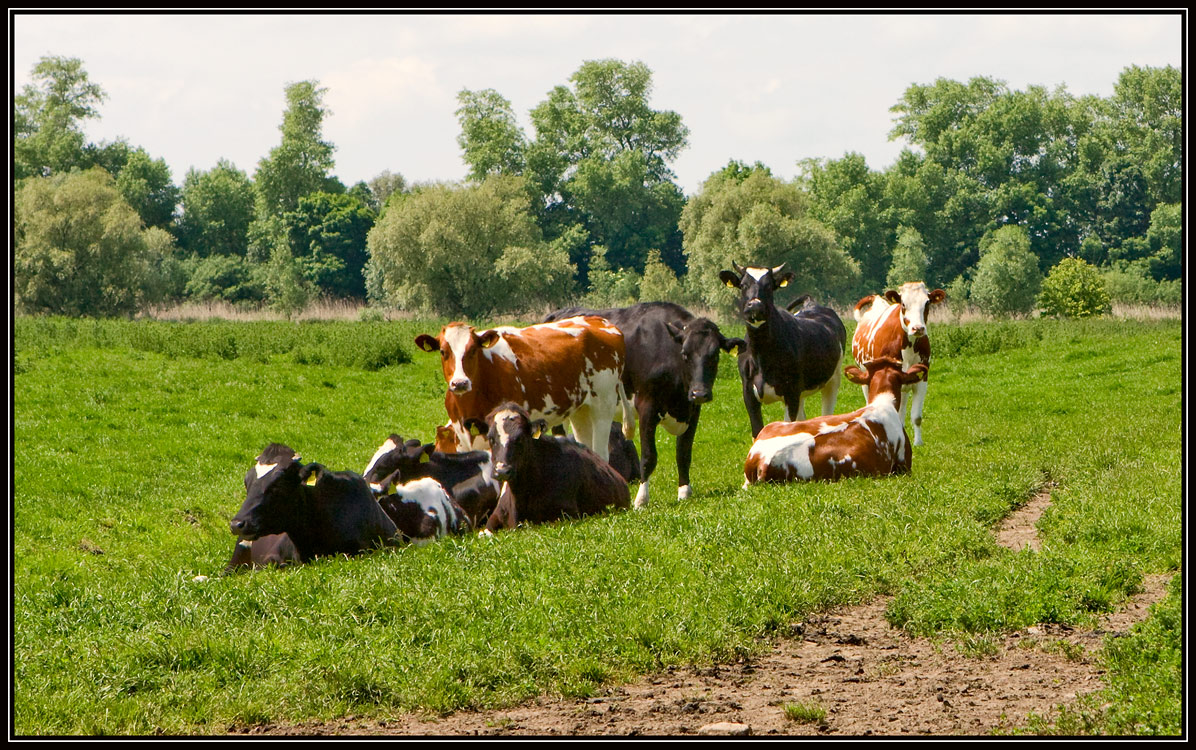 photo "***" tags: nature, landscape, pets/farm animals, summer