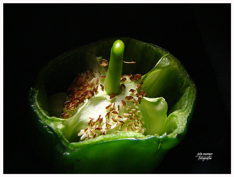 photo "pepper in the pepper" tags: macro and close-up, 