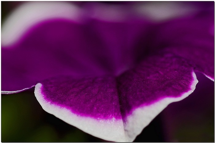 photo "***" tags: nature, macro and close-up, flowers