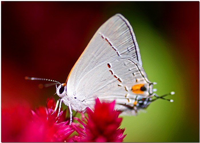 photo "***" tags: nature, macro and close-up, insect