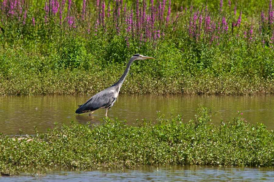 photo "***" tags: nature, wild animals