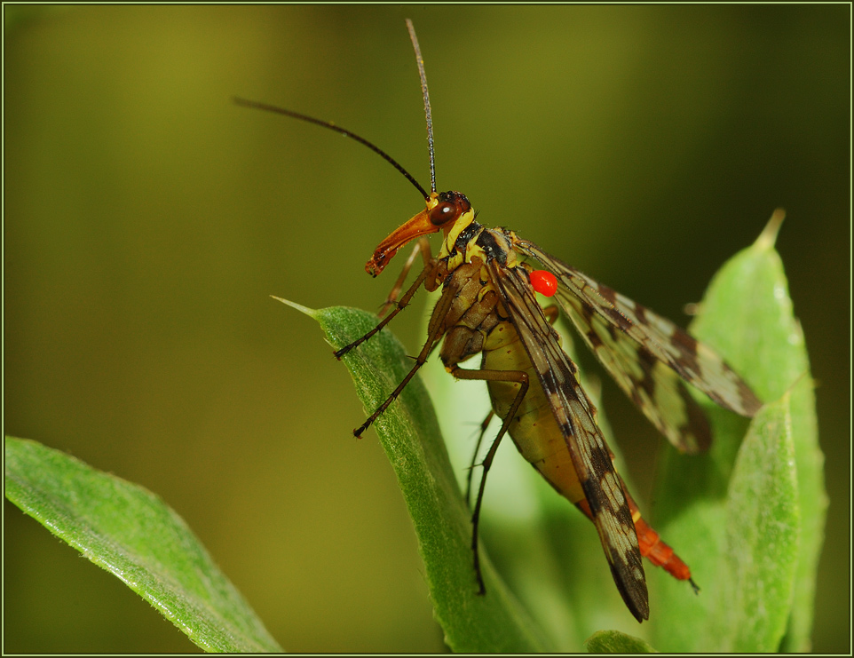 photo "***" tags: macro and close-up, 