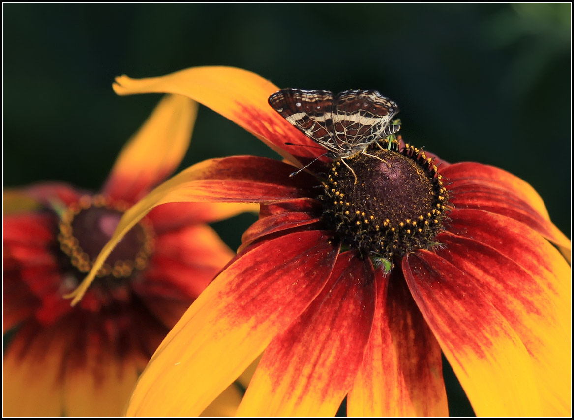 photo "bright summer" tags: nature, flowers, insect