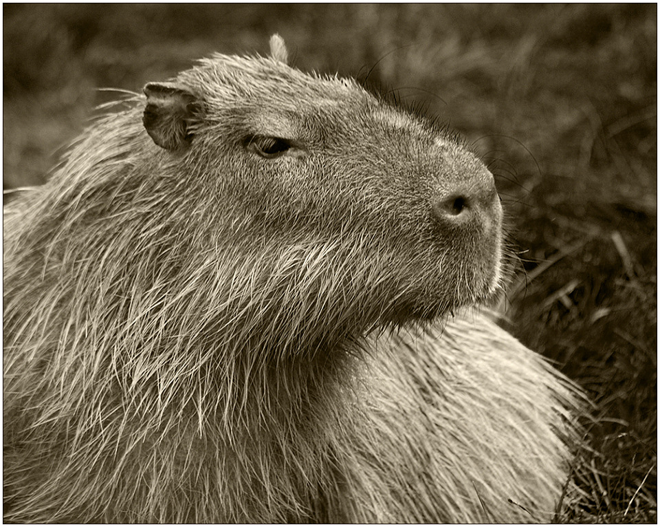 photo "Portrait of capybara" tags: nature, black&white, wild animals