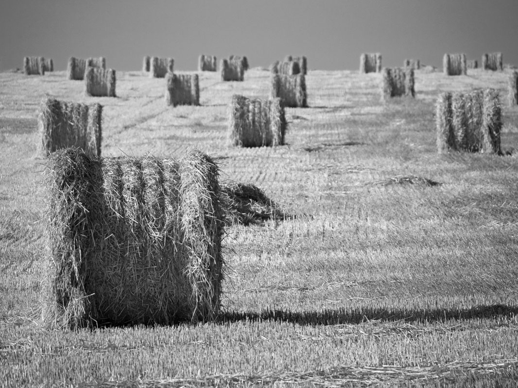 photo "***" tags: landscape, summer