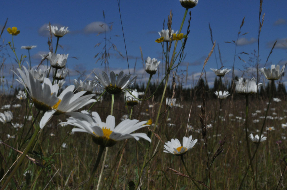 фото "Ромашковое поле" метки: природа, цветы