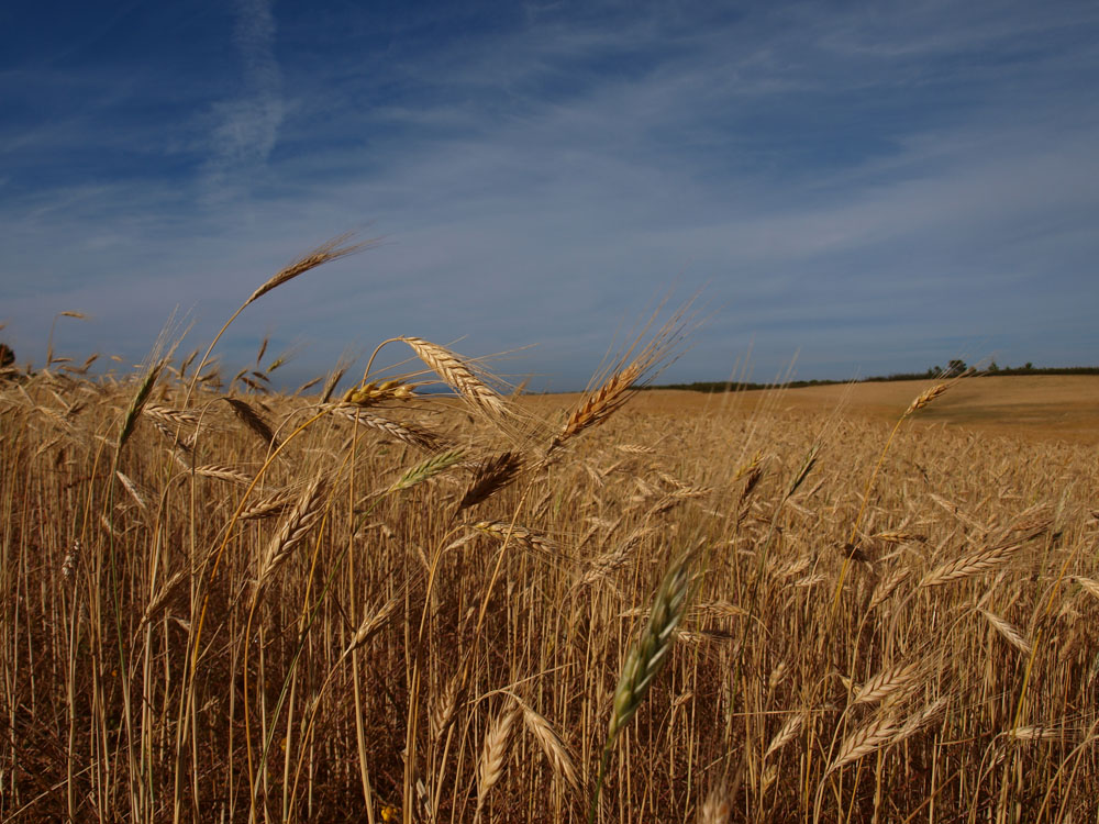 photo "***" tags: landscape, summer