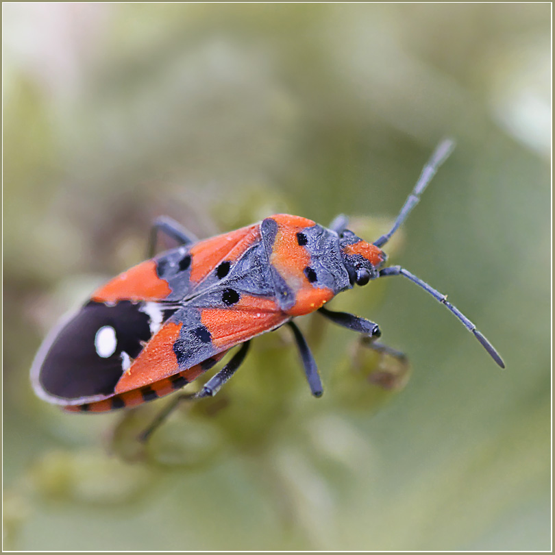 photo "***" tags: nature, macro and close-up, insect