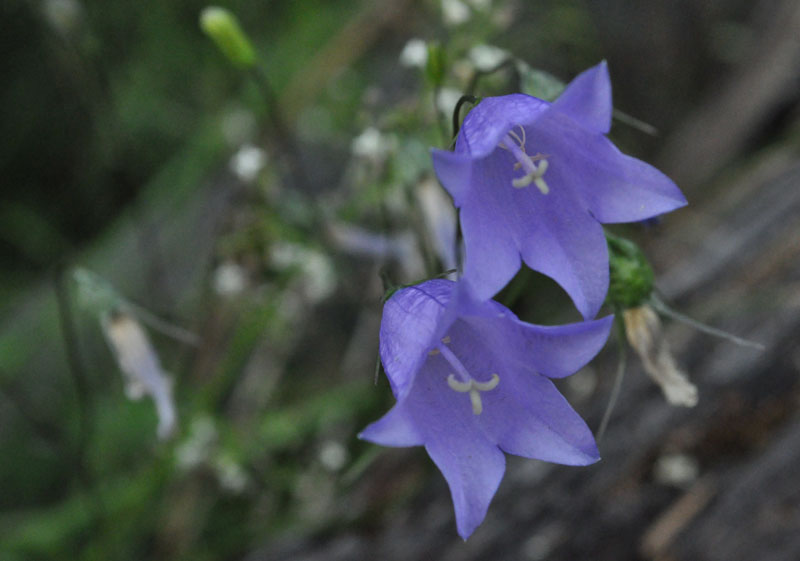 photo "***" tags: nature, flowers