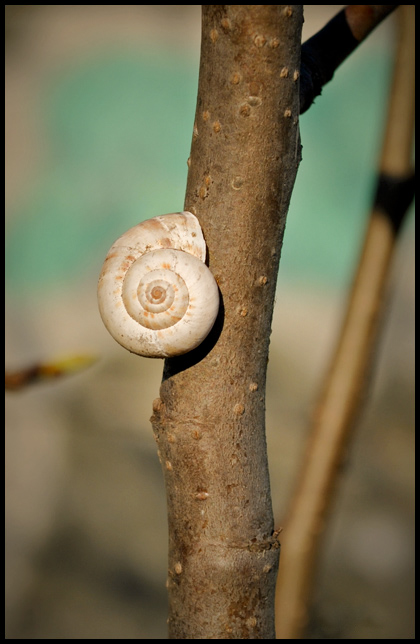 photo "***" tags: nature, macro and close-up, 