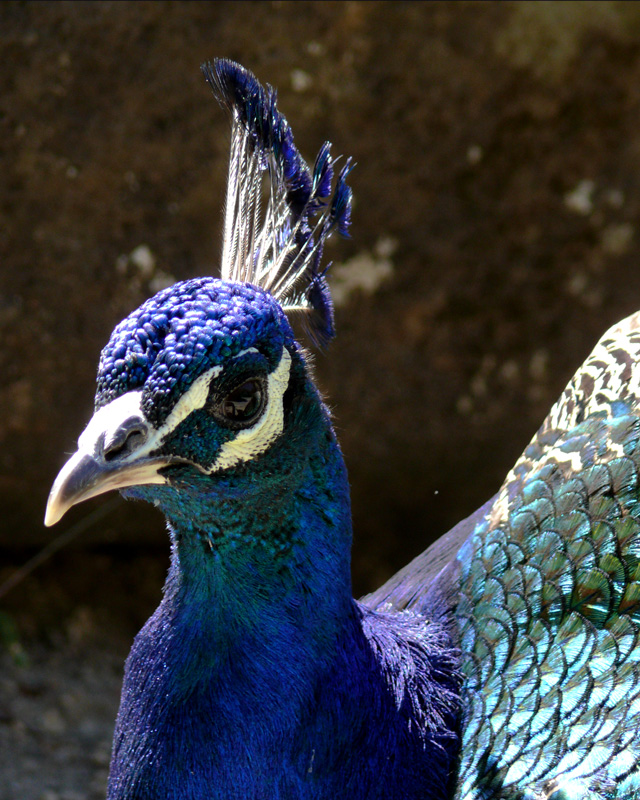 photo "peacock" tags: nature, macro and close-up, wild animals