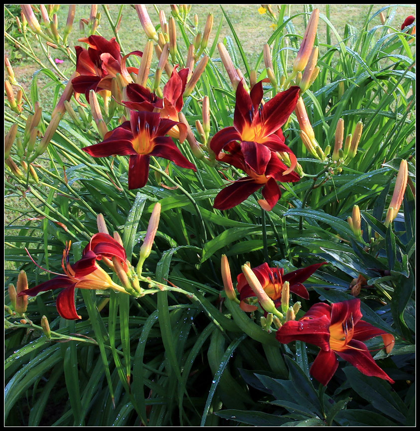 photo "lily after the rain" tags: nature, landscape, flowers, summer