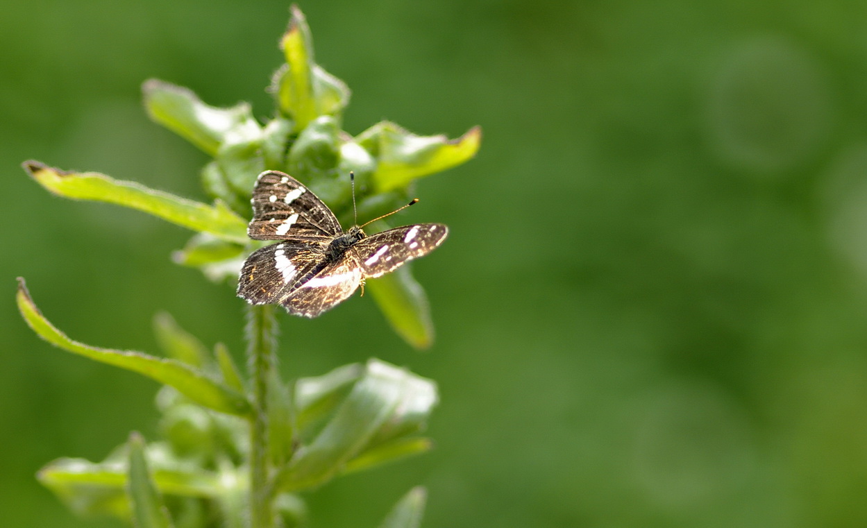 photo "***" tags: nature, macro and close-up, insect