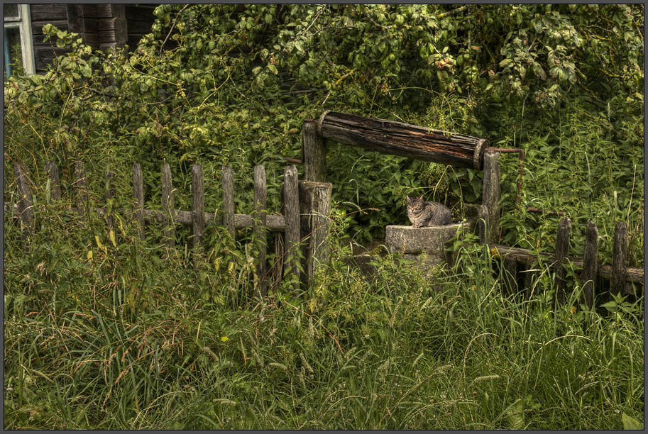 photo "A cats meditation..." tags: nature, landscape, pets/farm animals
