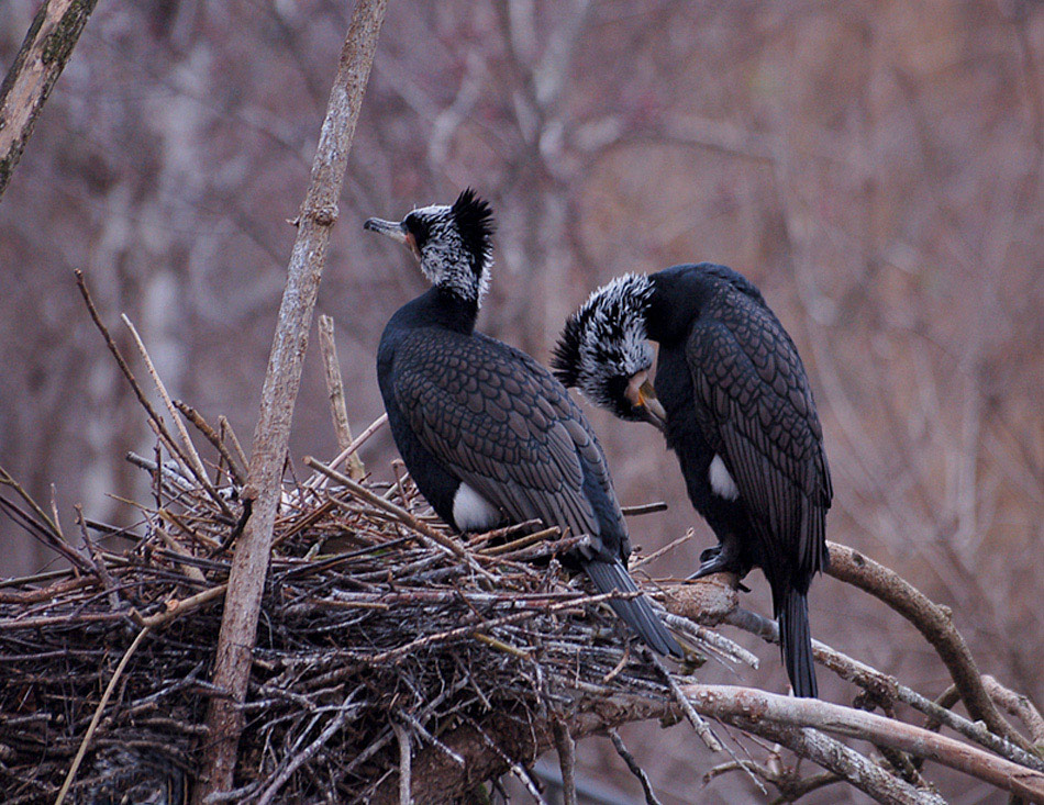 photo "***" tags: nature, wild animals