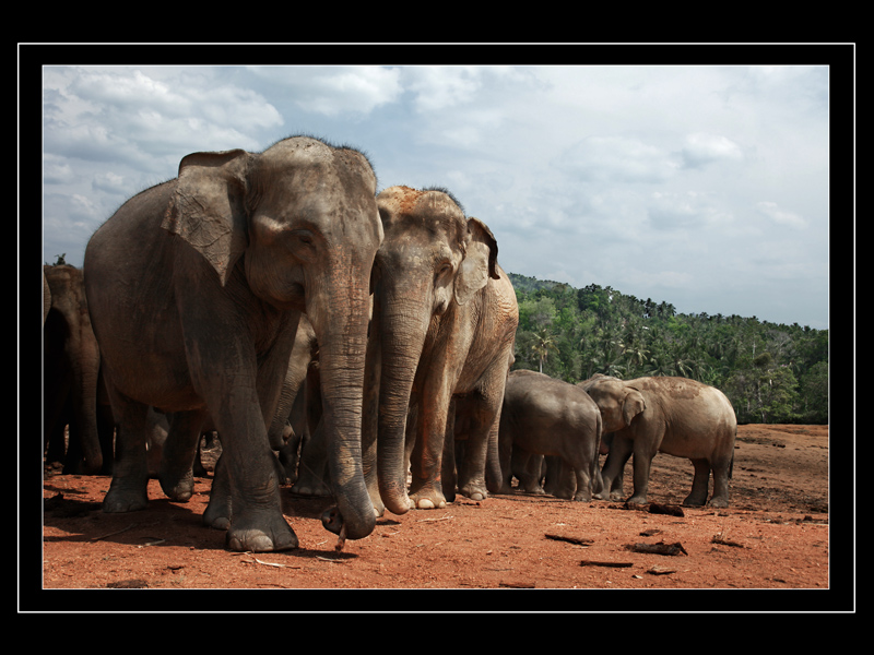 photo "***" tags: nature, travel, Asia, wild animals