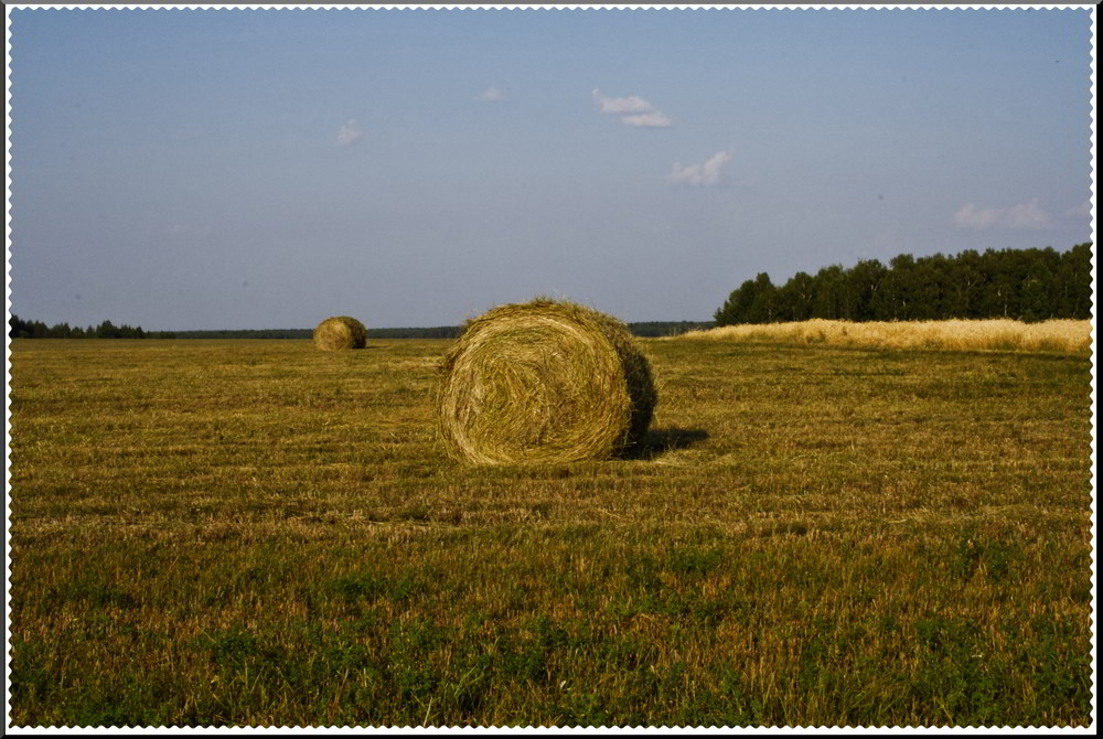 фото "Поле" метки: пейзаж, лето