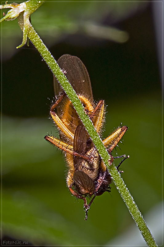 photo "In the arms of death" tags: nature, misc., insect