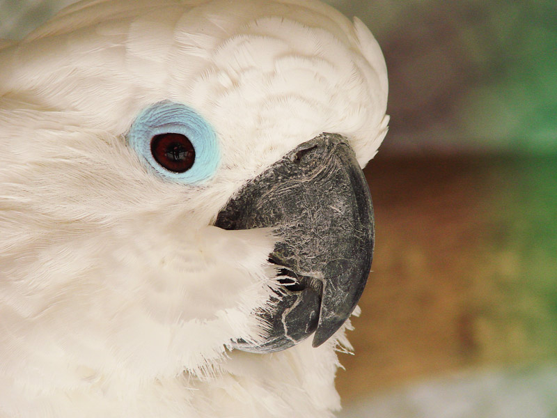 photo "Portrait of my friend" tags: macro and close-up, nature, wild animals