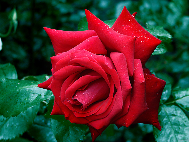 photo "Rose 4" tags: nature, macro and close-up, flowers