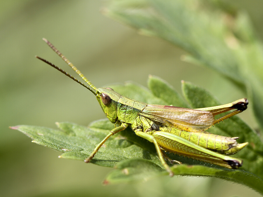 photo "***" tags: nature, insect