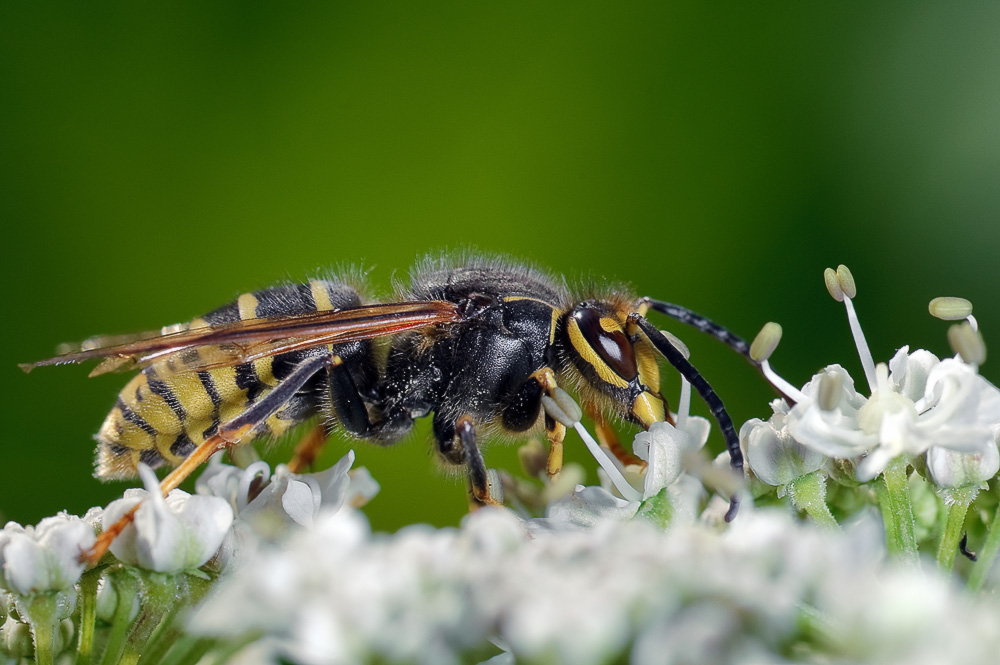 photo "***" tags: macro and close-up, nature, insect