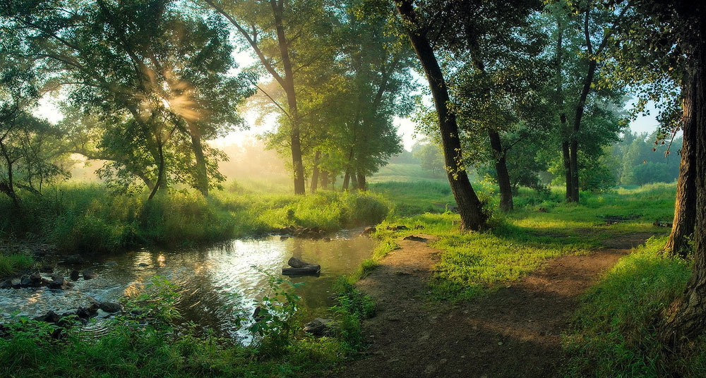 photo "***" tags: landscape, forest