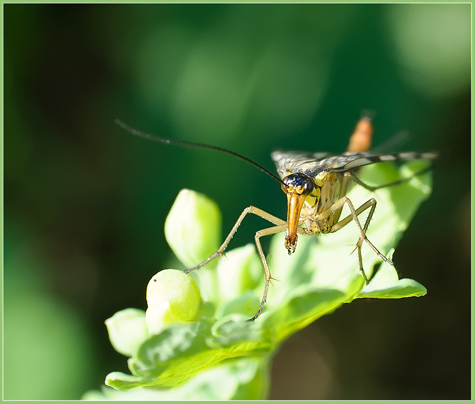 photo "***" tags: nature, macro and close-up, insect