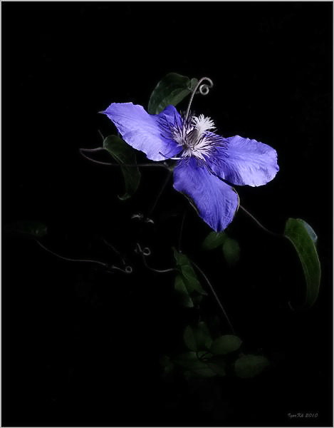 фото "Ночной клематис" метки: природа, цветы