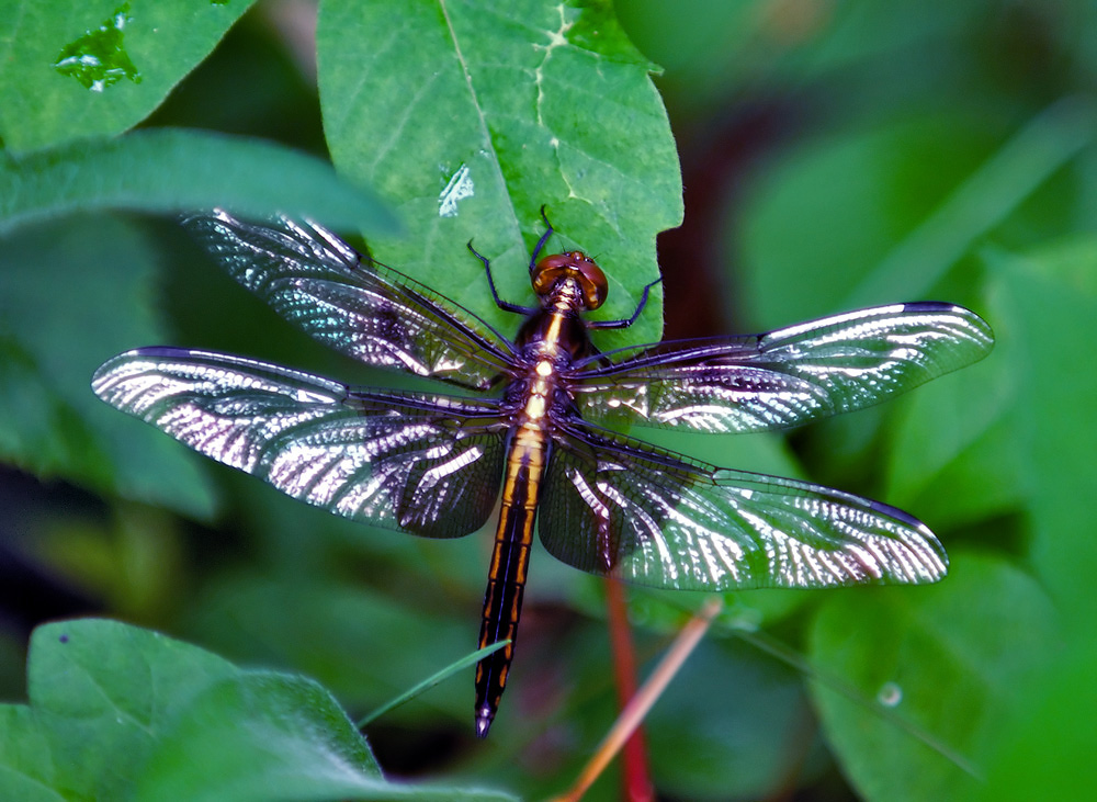 photo "***" tags: nature, insect