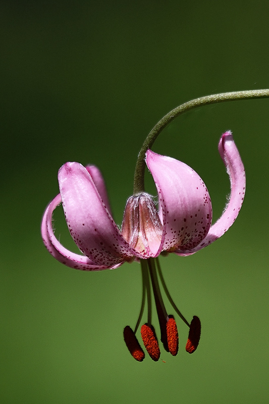 photo "***" tags: nature, flowers