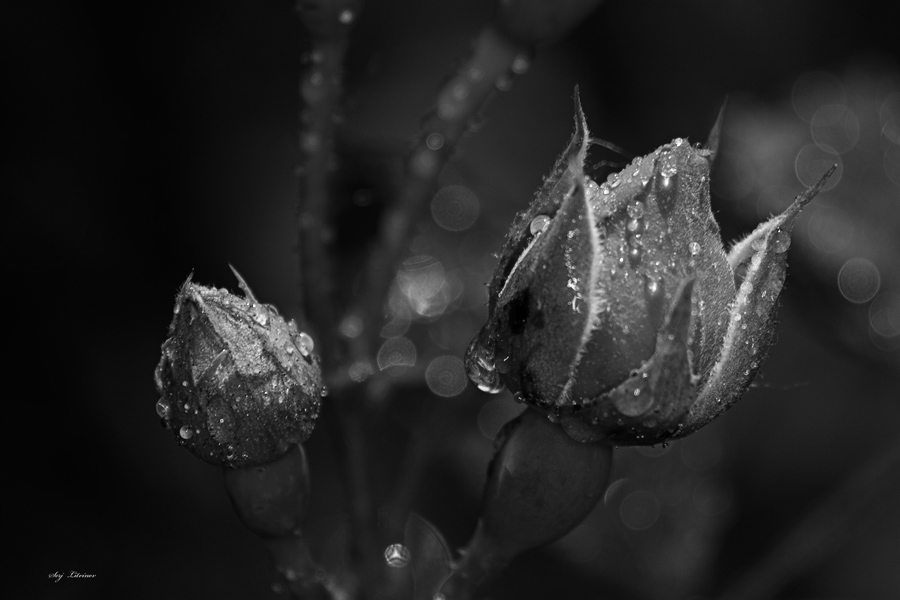 photo "***" tags: nature, flowers