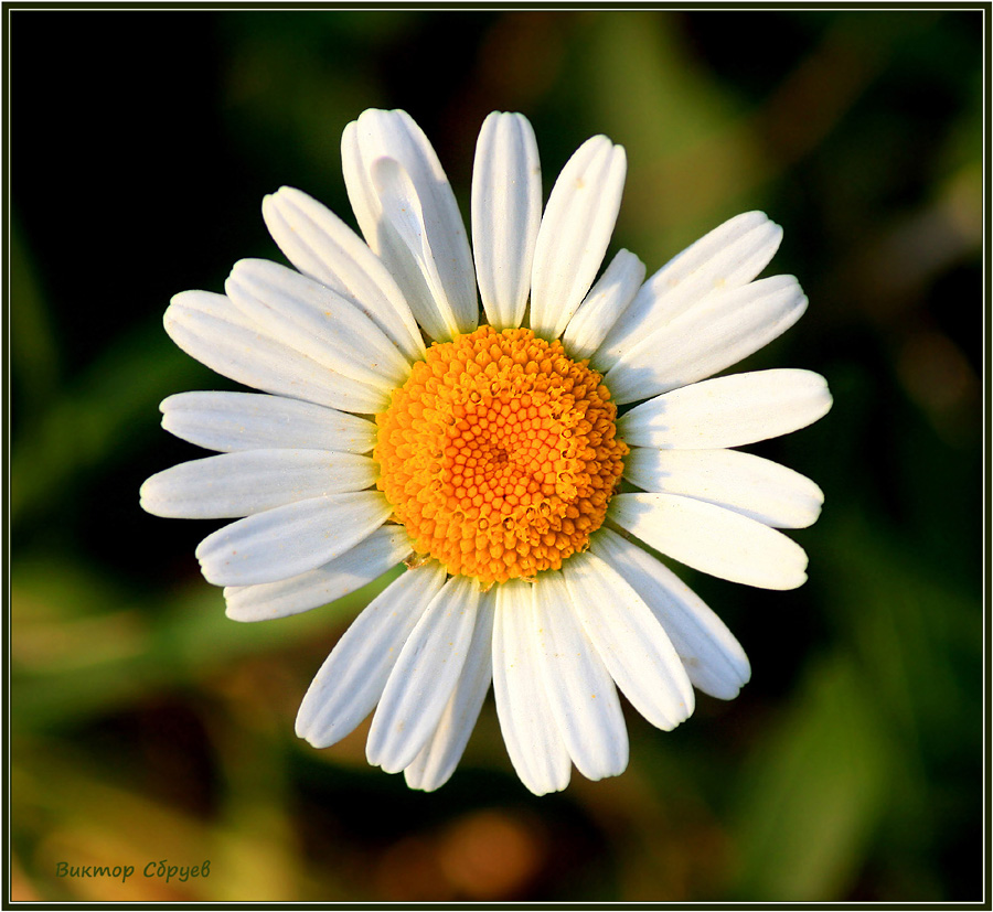 photo "***" tags: nature, macro and close-up, flowers