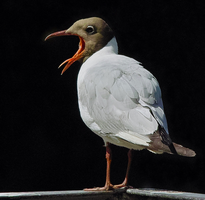 photo "***" tags: nature, wild animals