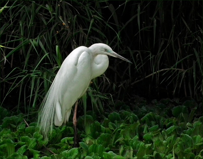 photo "Chinese  motif" tags: nature, misc., wild animals