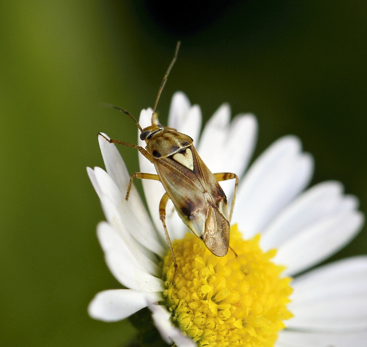 photo "***" tags: nature, insect