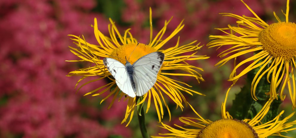 photo "***" tags: nature, insect